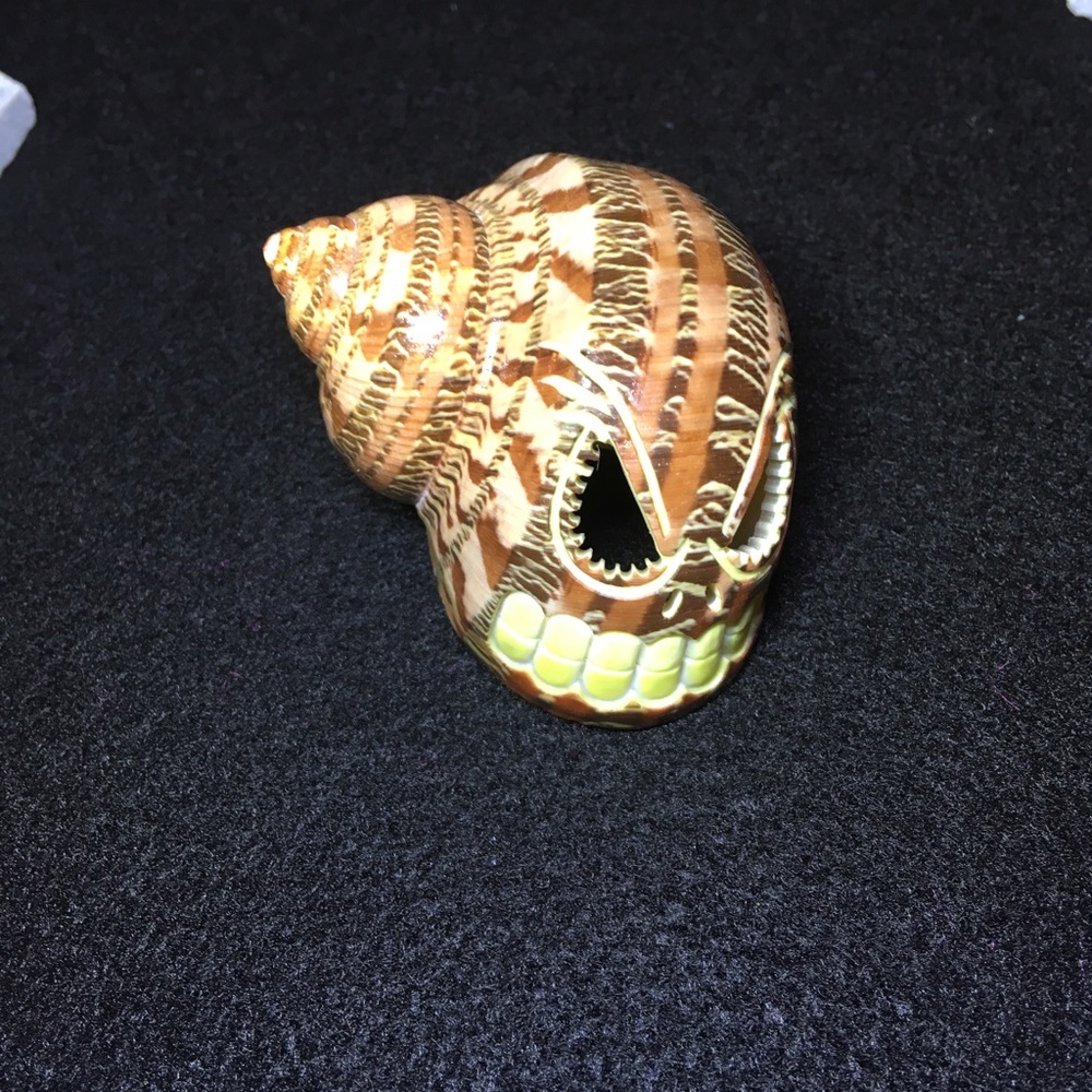 Hand carved Sugar Skull conch